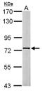 Scm Polycomb Group Protein Homolog 1 antibody, NBP2-20269, Novus Biologicals, Western Blot image 