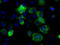 Fumarylacetoacetate Hydrolase Domain Containing 2A antibody, LS-C115027, Lifespan Biosciences, Immunofluorescence image 