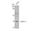 Mitochondrial Ribosomal Protein L3 antibody, STJ94221, St John