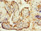 Zona Pellucida Glycoprotein 2 antibody, LS-C676762, Lifespan Biosciences, Immunohistochemistry paraffin image 