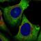 Eukaryotic Translation Initiation Factor 4A2 antibody, NBP2-57716, Novus Biologicals, Immunofluorescence image 