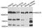 3-hydroxy-3-methylglutaryl-coenzyme A reductase antibody, MBS127489, MyBioSource, Western Blot image 