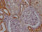 Mitofusin 2 antibody, CSB-RA799368A0HU, Cusabio, Immunohistochemistry paraffin image 