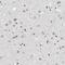Myeloid Zinc Finger 1 antibody, PA5-51630, Invitrogen Antibodies, Immunohistochemistry paraffin image 