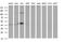 Proteasomal ATPase Associated Factor 1 antibody, MA5-26327, Invitrogen Antibodies, Western Blot image 