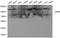 NIMA Related Kinase 8 antibody, LS-C192308, Lifespan Biosciences, Western Blot image 