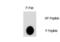 AKT Serine/Threonine Kinase 2 antibody, LS-C97043, Lifespan Biosciences, Dot Blot image 