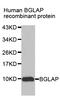 BGP antibody, abx006326, Abbexa, Western Blot image 