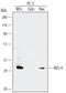 Hes Family BHLH Transcription Factor 4 antibody, MAB3600, R&D Systems, Western Blot image 