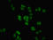 Bromodomain Containing 9 antibody, orb353637, Biorbyt, Immunocytochemistry image 