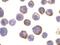 ADAM Metallopeptidase Domain 17 antibody, ab2051, Abcam, Immunocytochemistry image 