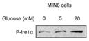 Endoplasmic Reticulum To Nucleus Signaling 1 antibody, NB100-2323B, Novus Biologicals, Western Blot image 