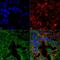 ADAM Metallopeptidase Domain 22 antibody, MA5-27622, Invitrogen Antibodies, Immunofluorescence image 