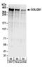 Golgin B1 antibody, A304-033A, Bethyl Labs, Western Blot image 