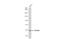 Cytochrome P450 Family 46 Subfamily A Member 1 antibody, GTX115492, GeneTex, Western Blot image 