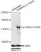 Histone Deacetylase 5 antibody, STJ22167, St John