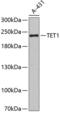 A0A023HHK9 antibody, GTX64332, GeneTex, Western Blot image 