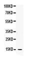 Interleukin 3 antibody, PA5-79497, Invitrogen Antibodies, Western Blot image 