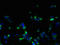 ORMDL Sphingolipid Biosynthesis Regulator 1 antibody, LS-C379520, Lifespan Biosciences, Immunofluorescence image 