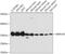 Mitochondrial Ribosomal Protein L45 antibody, 14-844, ProSci, Western Blot image 