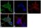 Beta-Actin antibody, MA5-15739, Invitrogen Antibodies, Immunofluorescence image 