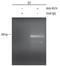 Kruppel Like Factor 4 antibody, AF3158, R&D Systems, Chromatin Immunoprecipitation image 