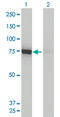 Dynamin 1 Like antibody, LS-C133621, Lifespan Biosciences, Western Blot image 