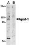 Apoptotic Peptidase Activating Factor 1 antibody, ab2001, Abcam, Western Blot image 