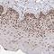 General Transcription Factor IIIC Subunit 6 antibody, NBP2-31851, Novus Biologicals, Immunohistochemistry frozen image 