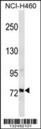 Regulatory Factor X2 antibody, 56-666, ProSci, Western Blot image 