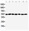 C-Terminal Binding Protein 2 antibody, LS-C312711, Lifespan Biosciences, Western Blot image 