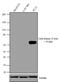 Calcium/Calmodulin Dependent Protein Kinase II Beta antibody, 13-9800, Invitrogen Antibodies, Western Blot image 