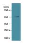 WD Repeat Domain 37 antibody, A61762-100, Epigentek, Western Blot image 