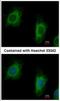 Tetratricopeptide Repeat Domain 1 antibody, NBP1-30972, Novus Biologicals, Immunocytochemistry image 