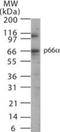 GATA Zinc Finger Domain Containing 2A antibody, NB100-56643, Novus Biologicals, Western Blot image 