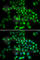 Polycomb Group Ring Finger 6 antibody, A5760, ABclonal Technology, Immunofluorescence image 