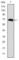 Forkhead Box P2 antibody, abx015919, Abbexa, Western Blot image 