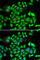 Proteasome Subunit Alpha 3 antibody, A1245, ABclonal Technology, Immunofluorescence image 