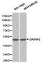 Gamma-Aminobutyric Acid Type A Receptor Alpha2 Subunit antibody, TA327182, Origene, Western Blot image 