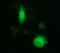 Indoleamine 2,3-Dioxygenase 1 antibody, LS-C174761, Lifespan Biosciences, Immunofluorescence image 