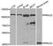 Protein Kinase C Delta antibody, abx005605, Abbexa, Western Blot image 