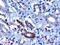F-Box And WD Repeat Domain Containing 2 antibody, GTX25309, GeneTex, Immunohistochemistry paraffin image 