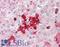 Olfactomedin 4 antibody, LS-A8454, Lifespan Biosciences, Immunohistochemistry frozen image 