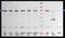 Phosphodiesterase 3A antibody, NBP2-19744, Novus Biologicals, Western Blot image 