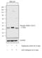 Eukaryotic Translation Initiation Factor 4E Binding Protein 1 antibody, 700238, Invitrogen Antibodies, Western Blot image 