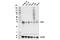 Cyclin Dependent Kinase 2 antibody, 18048S, Cell Signaling Technology, Western Blot image 