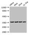 Adaptor Related Protein Complex 1 Subunit Gamma 1 antibody, LS-C677143, Lifespan Biosciences, Western Blot image 