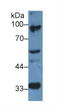 Elongin A antibody, LS-C692169, Lifespan Biosciences, Western Blot image 