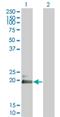 Heart- and neural crest derivatives-expressed protein 2 antibody, H00009464-M03, Novus Biologicals, Western Blot image 