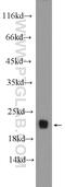 Actin Related Protein 2/3 Complex Subunit 5 antibody, 16717-1-AP, Proteintech Group, Western Blot image 